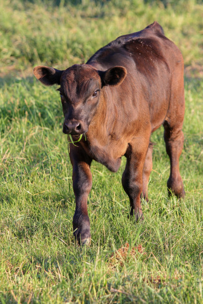 美国黑星奶牛特征图片