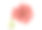 菊花茎上的花，白色底色素材图片