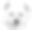 美国爱斯基摩犬素材图片