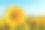 向日葵花在黄昏的田野上素材图片