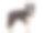 边境牧羊犬，2岁，站在白色背景素材图片
