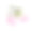 盛开的仙人掌schlumbergera。孤立在白色背景上。素材图片