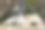 坐在篱笆上吃面包的硫冠凤头鹦鹉。城市野生动物。澳大利亚后院游客。不要给野生动物喂食素材图片