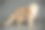 苏格兰折短毛猫在彩色背景素材图片