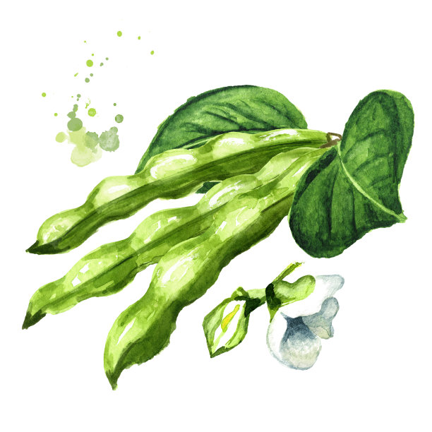 白色的芸豆荚,带叶和花手绘水彩插图,孤立的白色背景图片下载