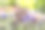 一只灰色毛茸茸的猫躺在花园里的花丛中。春天，宠物在蓝色的麝香草和红色的樱草花之间休息素材图片