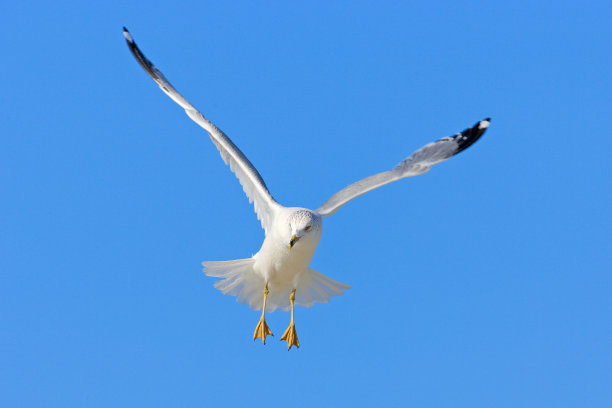 小鸟在蓝天中飞翔环嘴鸥,来自美国佛罗里达展翅飞翔的白鸥