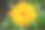 金盏花。花卉植物。黄色的圆花在绿色的背景上素材图片