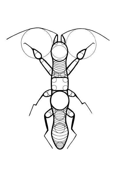 南美切叶蚁插画图片