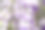 晴空万里，紫藤花香素材图片