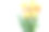 雪地里的黄色郁金香。节日的背景。母亲节，国际妇女节，生日，3月8日，圣瓦伦丁。本空间素材图片