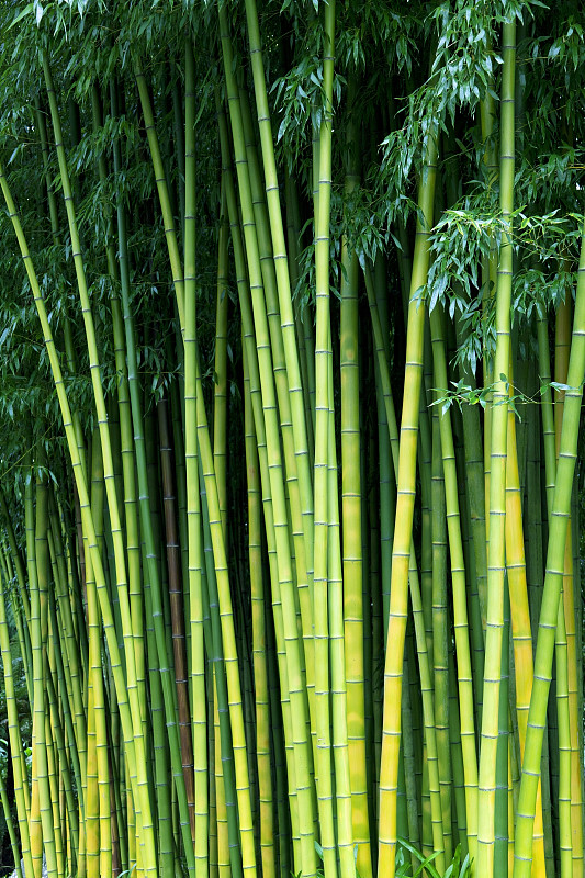 竹树图片下载