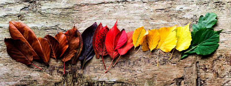 全景的彩色秋叶在木制的背景图片下载