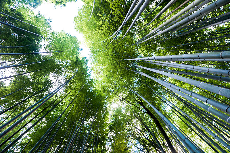 日本京都的岚山竹林图片下载