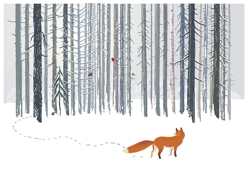 冬天的森林和狐狸。图片下载