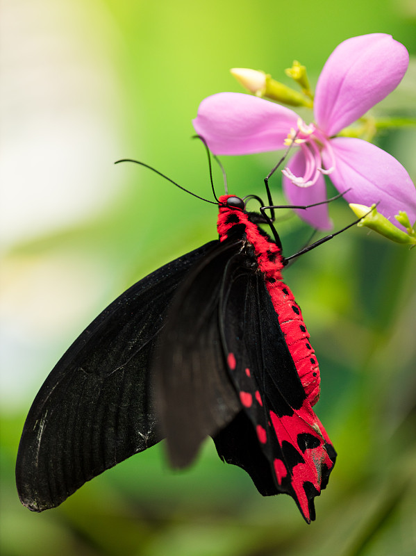 美丽的蝴蝶，在热带森林坐在开花图片下载